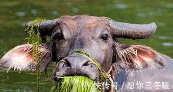 句式|千古绝对!上联“春来草嫩老牛啃”,下联太经典了!