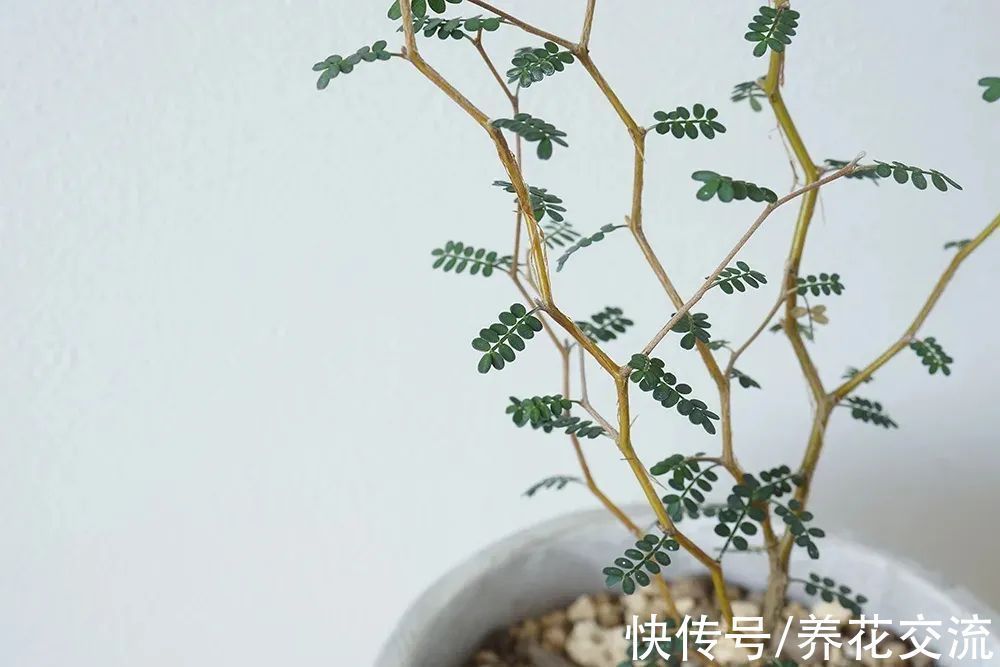 很少花友养的网红“童话树”,可真不难养,你会觉得好看不?