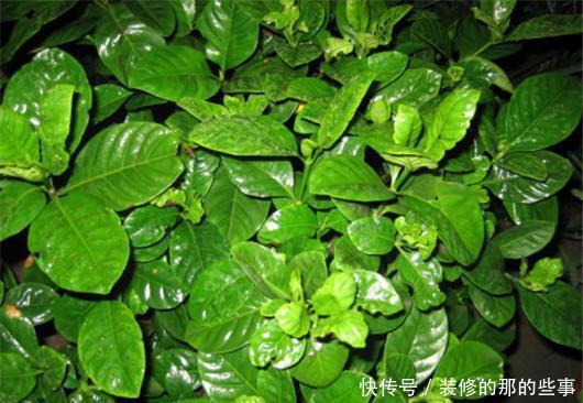 此个|栀子花总是掉花苞,茉莉花也不开花,肯定是因为此个