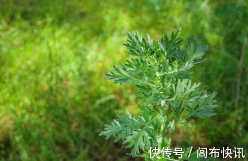 腰间盘突出|老人常说乡下特有的一种野草,腰间盘突出的“神仙草”