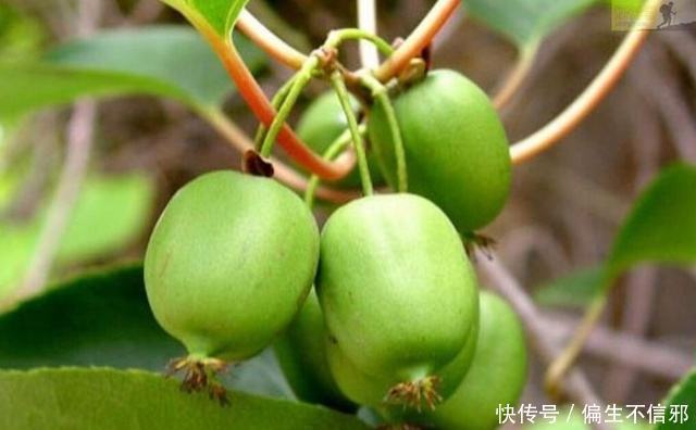 女人皮肤暗沉、长斑，不要急，1种水果常吃，美白淡斑又能调气血