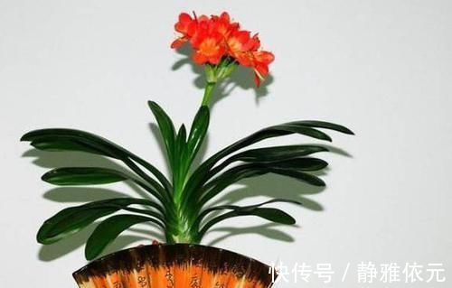 竹签子|不会养君子兰？插根竹签子，立竿见影，养出高品质君子兰