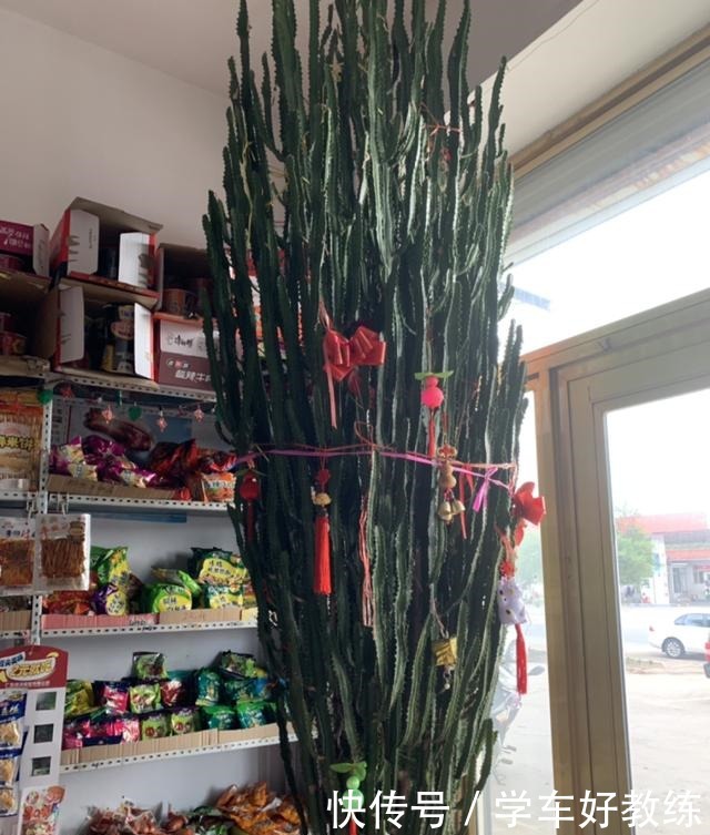 1米7的天竺葵，开花成瀑布，太震撼了！