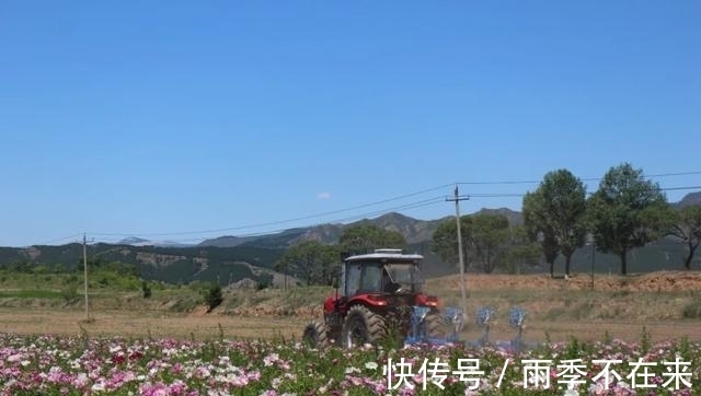 我们村|大窑村：百亩芍药铺就幸福乡村路