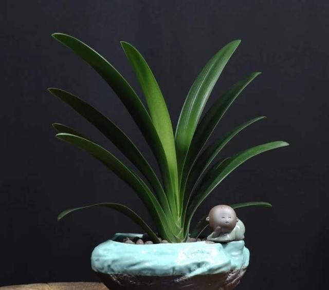 3个给“君子兰”换盆的小技巧,不伤根、服盆快,叶子厚又亮!