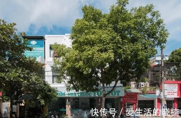 房子|炒空心菜很多人第一步就错了,大厨教你一招,翠绿不出水不发黑