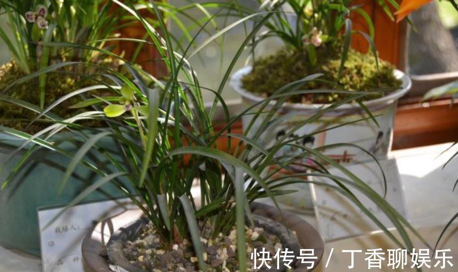 海苔|兰花最怕“上干下湿”,教你3招有效改善,根系健壮不空根