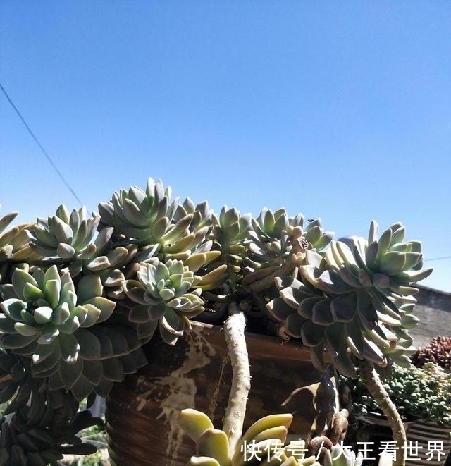扛把子|养棵冬美人,多肉界的“扛把子”,一长一大片,嗖嗖长成悬崖桩
