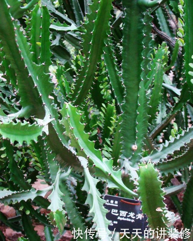 你家|5种有毒的多肉植物,你家可能就有一盆,养护需小心