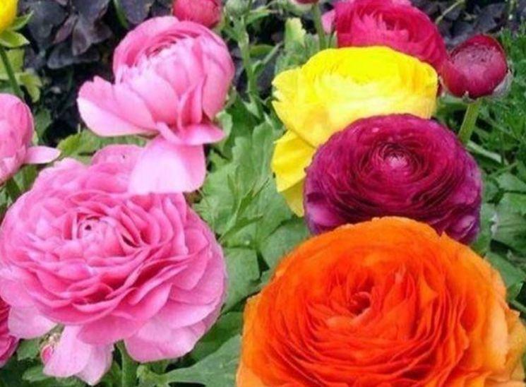 美艳|4种花很漂亮,好养易活能爆盆,花色鲜艳夺目,花朵美艳迷人