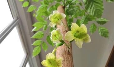 玉树|客厅见树,家业稳固,适合客厅养的8种树,大气美观,增添幸福感