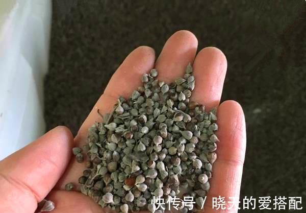 黄金|乡村一野草被人称为黄金,小时候砍当柴烧,却不知药用价值高