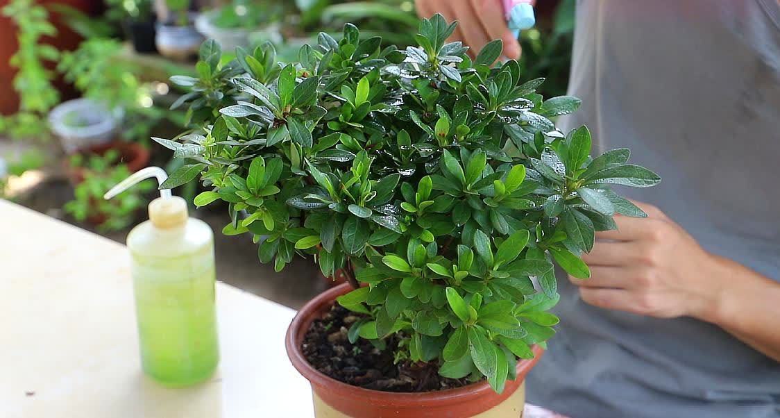 杜鹃花在春天，灌一次硫酸亚铁，不黄叶子，长的欢，花满枝