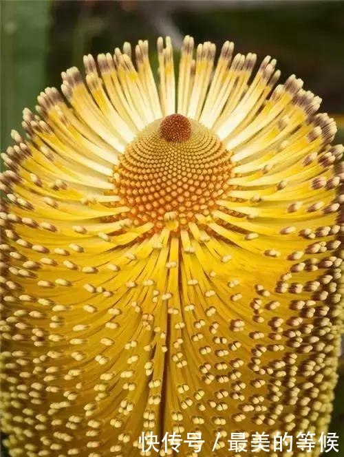 奇花、奇花、奇花、罕见奇花,赶快打开欣赏吧