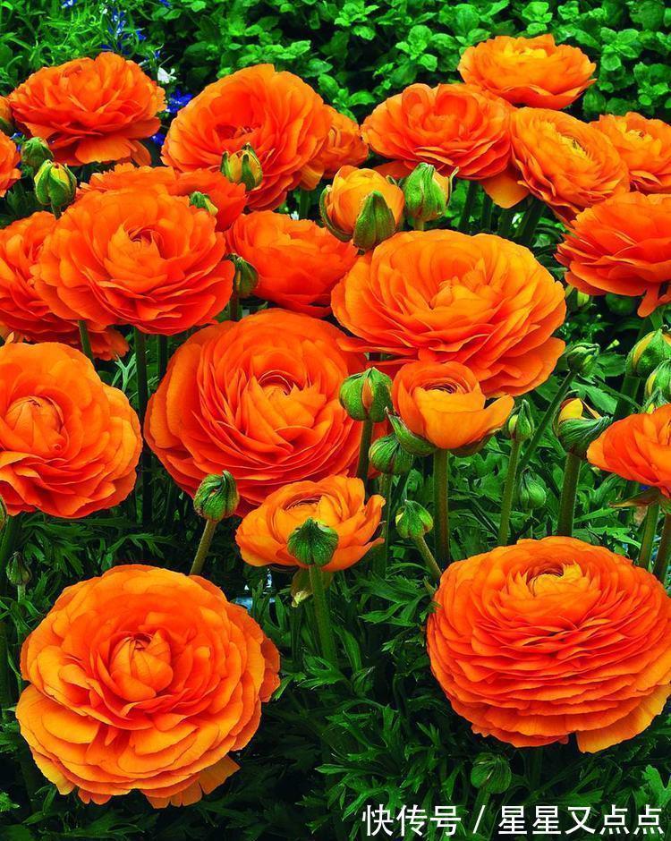 4种花，花朵又大又美，名字也好听，还能散发阵阵花香