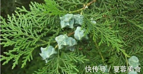 秘籍|有白发别想着染黑,老中医推荐黑发秘籍,年岁70满头黑发