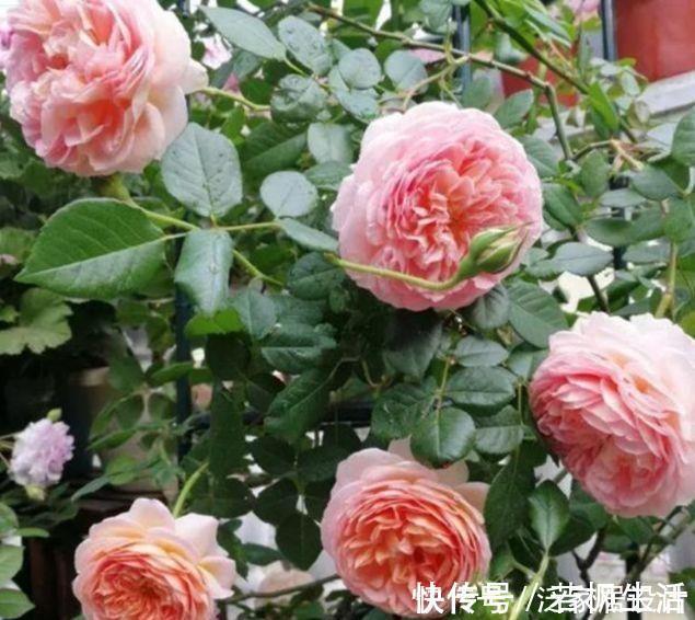 种花|香气浓郁的5种花，家里养一盆，满屋飘香，颜值超高好喜欢