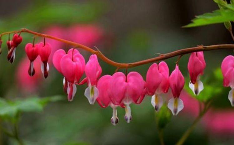 几种花常年开花易爆盆,开花多又美,人见人爱,开成小花园!
