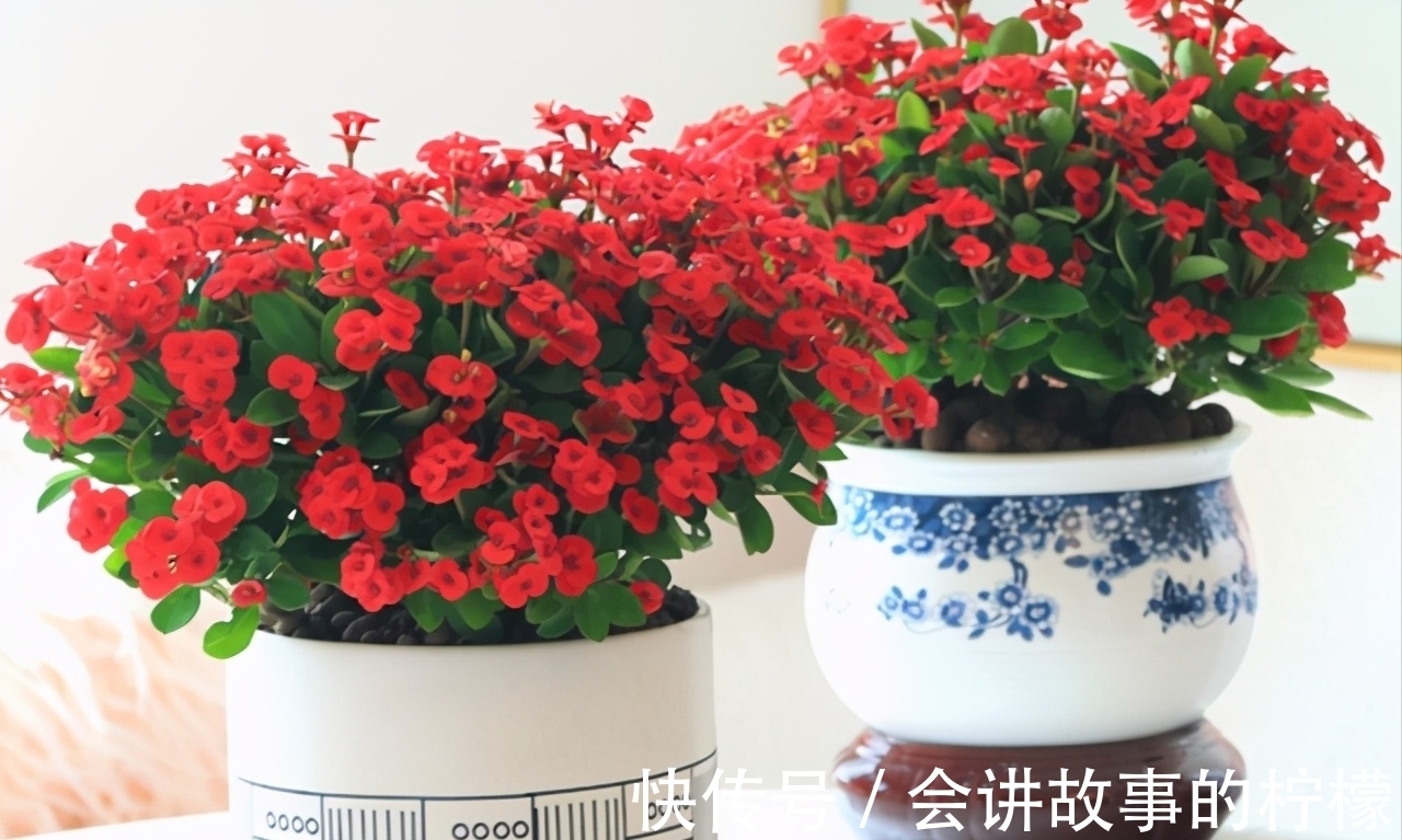 长寿花|5种“漂亮花”，喜欢毒日头，晒晒太阳，直接爆花快