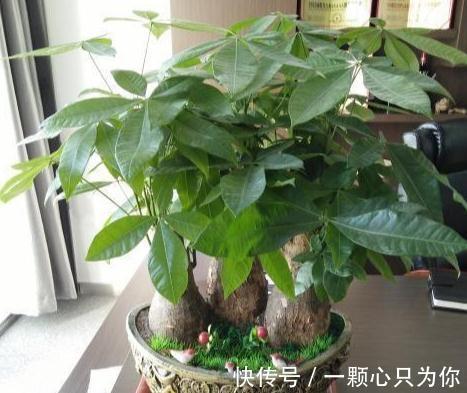植物盆土积水,烂根严重,4种东西垫盆底,再也不用担心了
