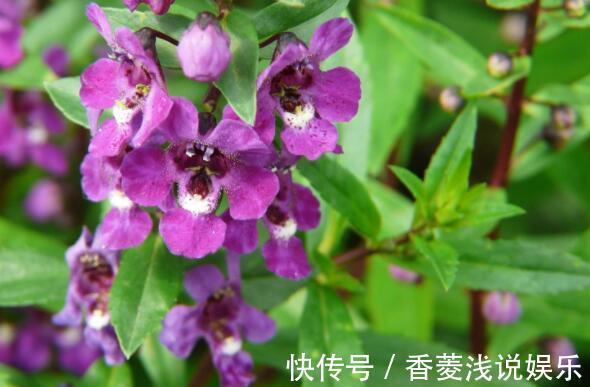 花卉|从5月13日开始，家养此款花卉，丢土里就能活，花开美艳绝伦