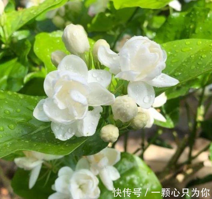 茉莉花|4种花是花中劳模,开花不断,花期长达200天,阳台养出小花园