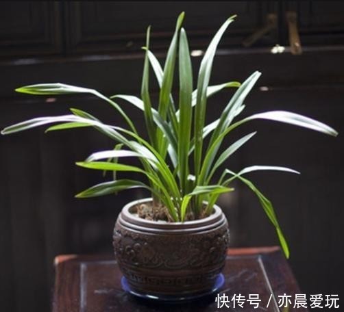 兰花|兰花托盘有水怎么办?