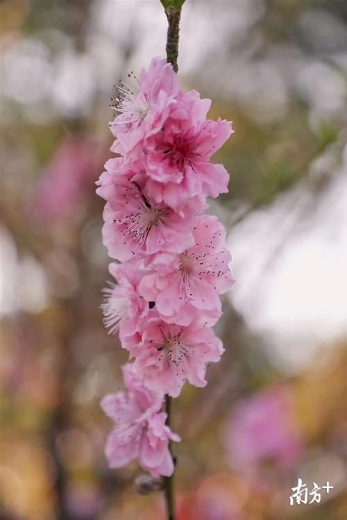 老年|汕头出游赏花好去处：十里桃花，春日斗艳！