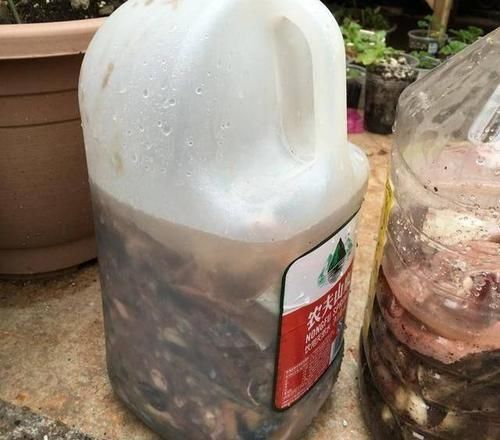 长寿花迟迟“不孕蕾”,打点催花剂,很管用,嗖嗖冒花苞