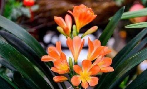  值得|开花很勤的4种花，一年多次开花，超级美丽，种植容易，值得拥有