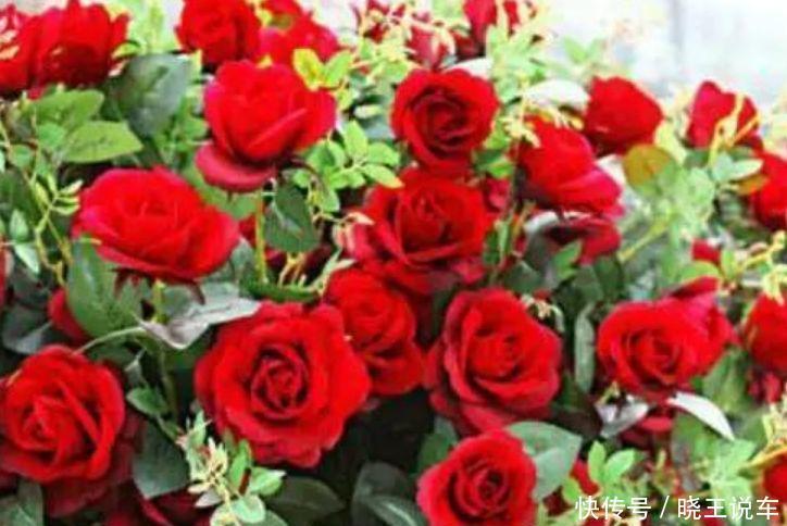 适合庭院养护的几款花,花姿妖娆,阳台开花变温馨小花园