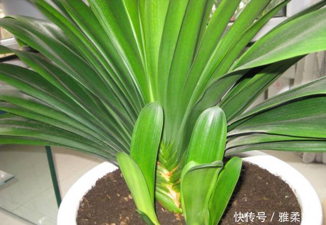 根系|君子兰根部冒出小芽怎么办只需5个步骤,一盆变多盆很简单