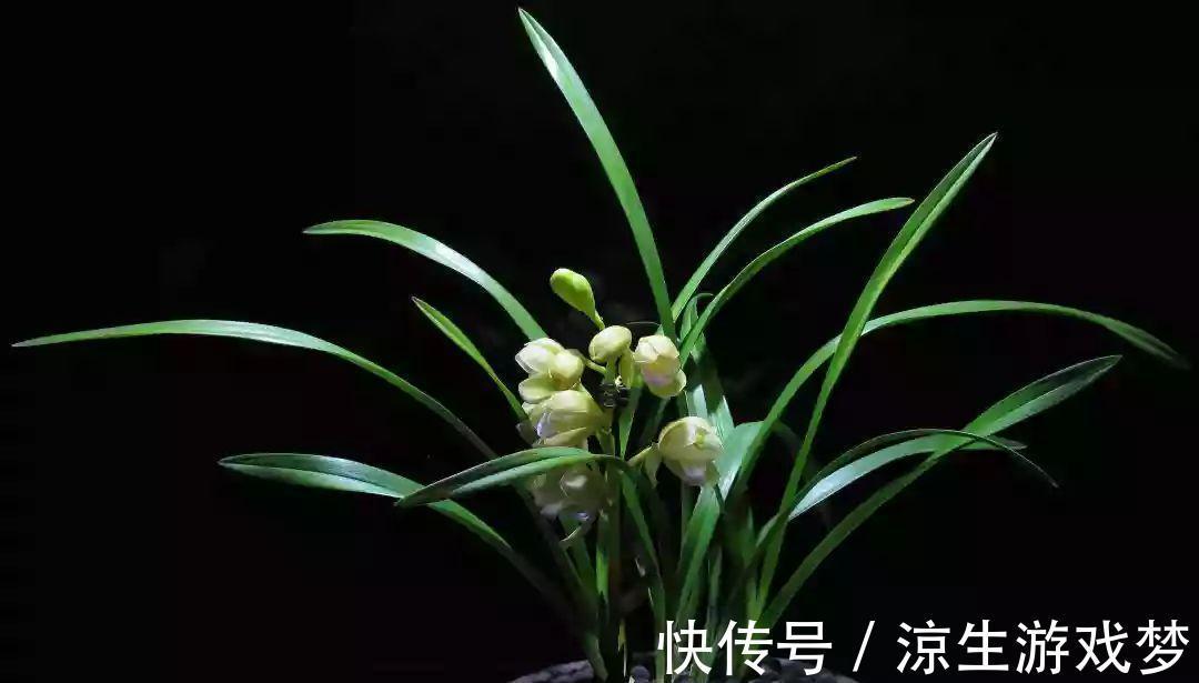 兰花怎么样养护更好,需要注意什么