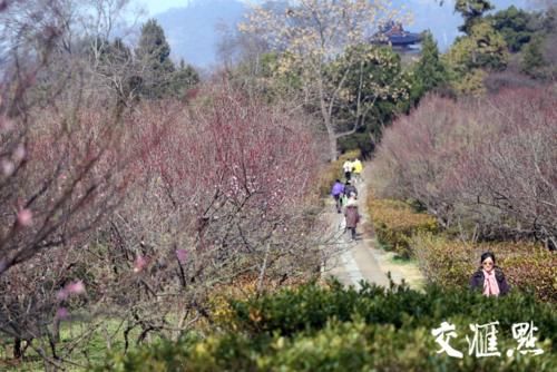 “立春”了 南京梅花山早梅花开朵朵