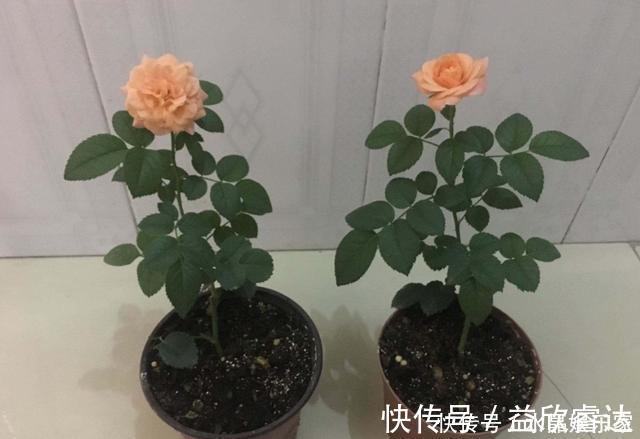 修剪|扦插月季只需做“2点”,生根快,易成活,长出新芽,直接开爆盆