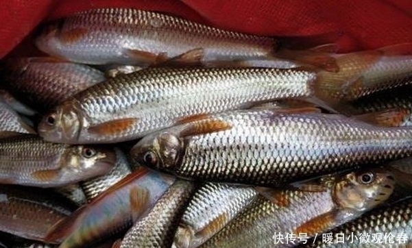 忠告|真的可以避免小杂鱼的骚扰吗?一个老钓鱼人的忠告