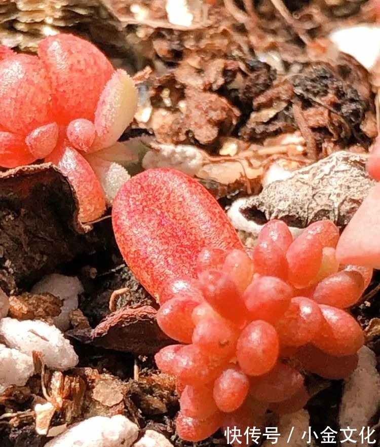 红稚莲|以阳光为滤镜,蓝天为背景,期待拥抱春天,拥抱自然!