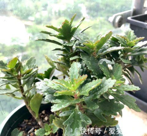 寿花|夏季养长寿花,做到二少一勤,顺利度夏,入秋后疯长开花
