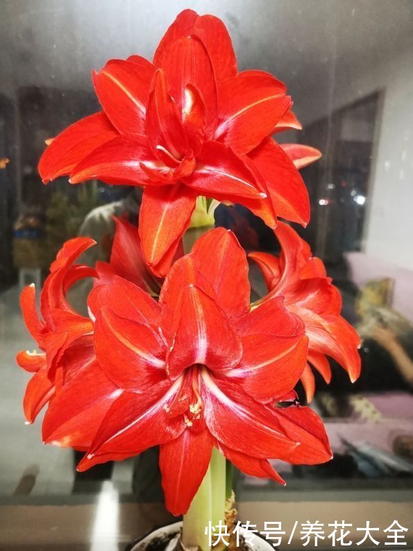 春天买花，这“两大类”不能养，花期没多久，很快就凋谢