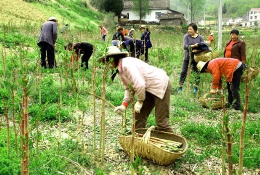 繁殖能力极强,入侵多国臭名昭著,我国却大量种植,亩产超万元