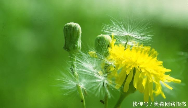 蒲公英|蒲公英连根都可以吃,但不是万能神草,这四种人千万不要吃!