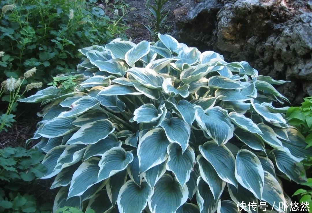 天生“体阴”的6种花，晒太阳易黄叶，阴一点反而长得绿油油！