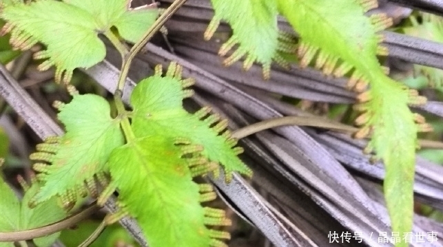 此物专治结石，价值珍贵，请您识别，若山中遇见，别错过