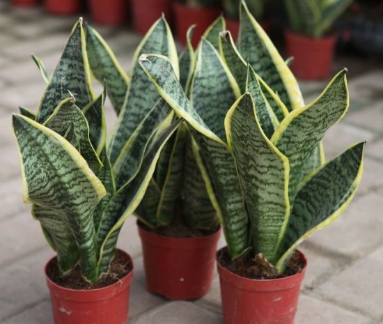 虎皮兰|张大爷养虎皮兰,浇水施肥只用“它”,半年养出60多盆,太漂亮了