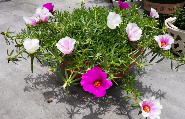 夏天养这3种花得多晒太阳，不遮阴植株才长得旺，叶绿根壮花多