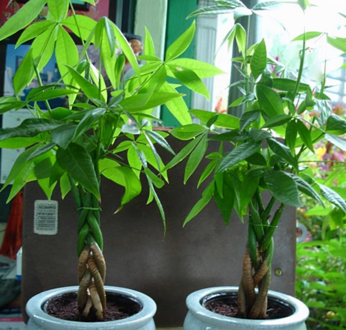 长寿花|天气冷,六种花要干养,少水多晒才健壮,养成老桩更旺家