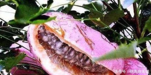 肌肤|女性养生推荐常吃3种食物，补血润肤，排毒养颜，皮肤光滑有弹性