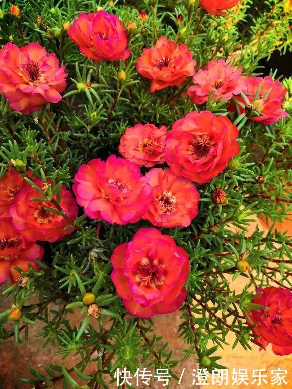 5种花快扦插,生根超快,1周长出大白根,新手也能插得活