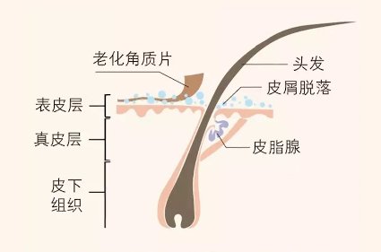 护发素|“为什么我的头发比别人更易出油？”问题出在这4个方面……