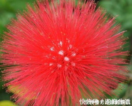 中药|一味中药,让你不生气不焦虑,具有保健作用和养生功能,快来了解